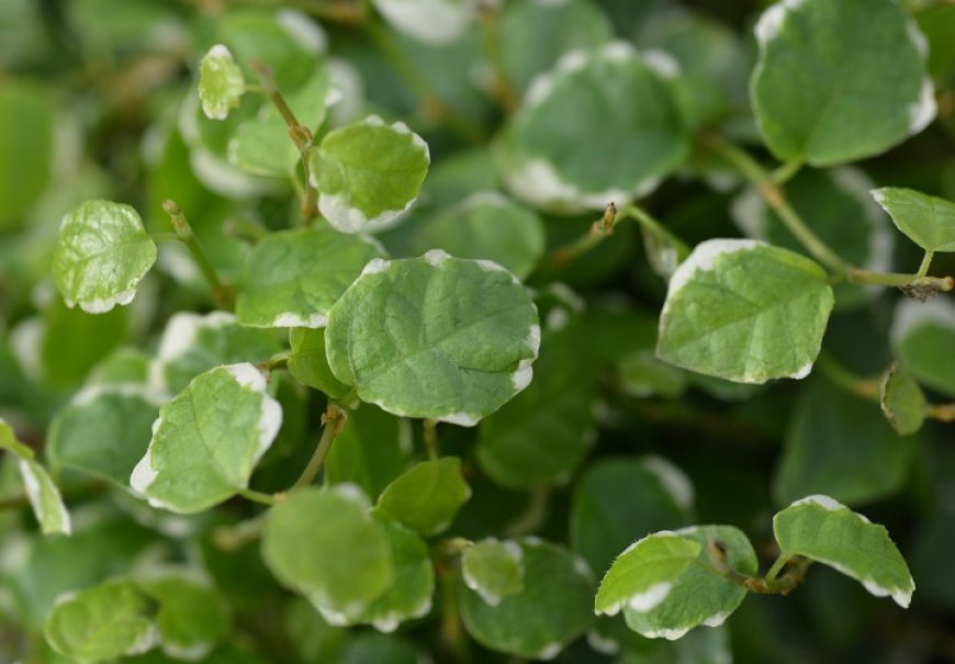 Puzavi fikus - Ficus pumila