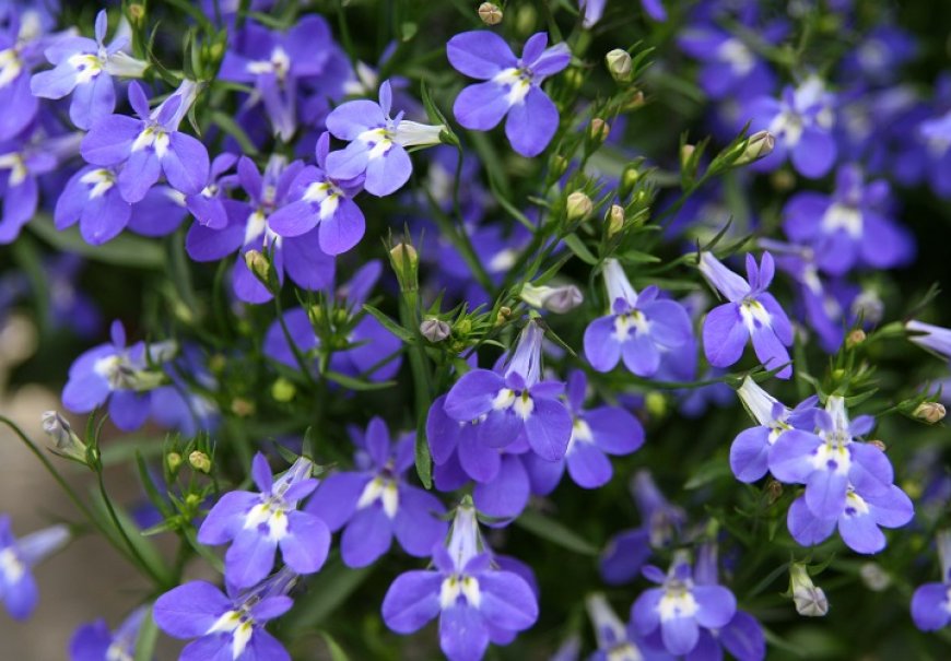Lobelija - Lobelia erinus