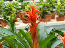 Grimizna zvijezda - Guzmania lingulata