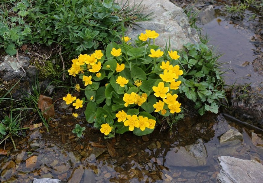 Kaljužica - Caltha palustris