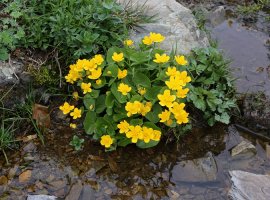 Kaljužica - Caltha palustris