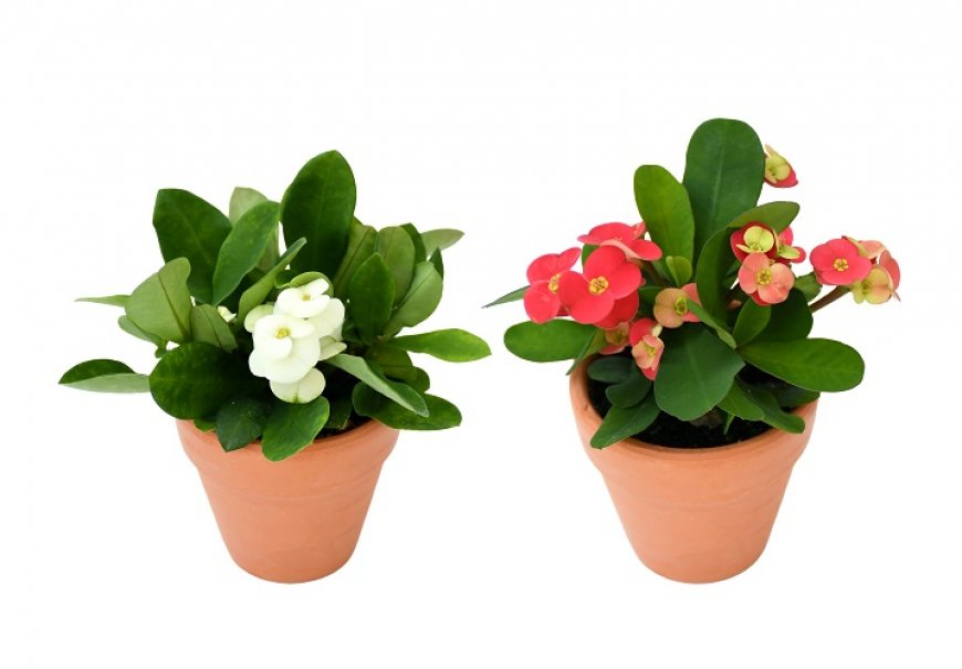 Isusov trn - Euphorbia milii