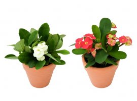 Isusov trn - Euphorbia milii