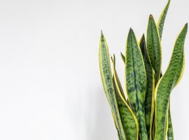 Mother-in-Law’s Tongue - Sanseveria trifasciata