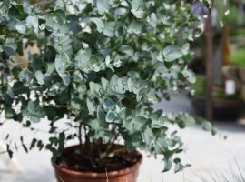 Cider Gum - Eucalyptus gunnii