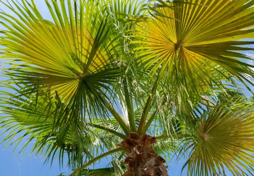 European Fan Palm - Chamaerops humilis
