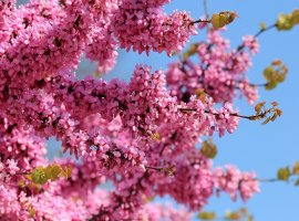 Judas Tree - Cercis siliquastrum