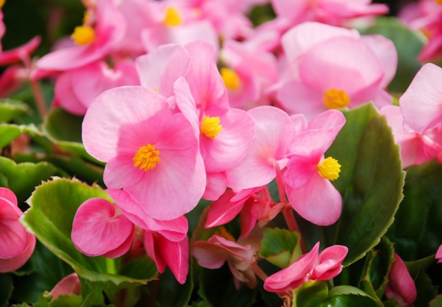 Begonia - Begonia semperflorens