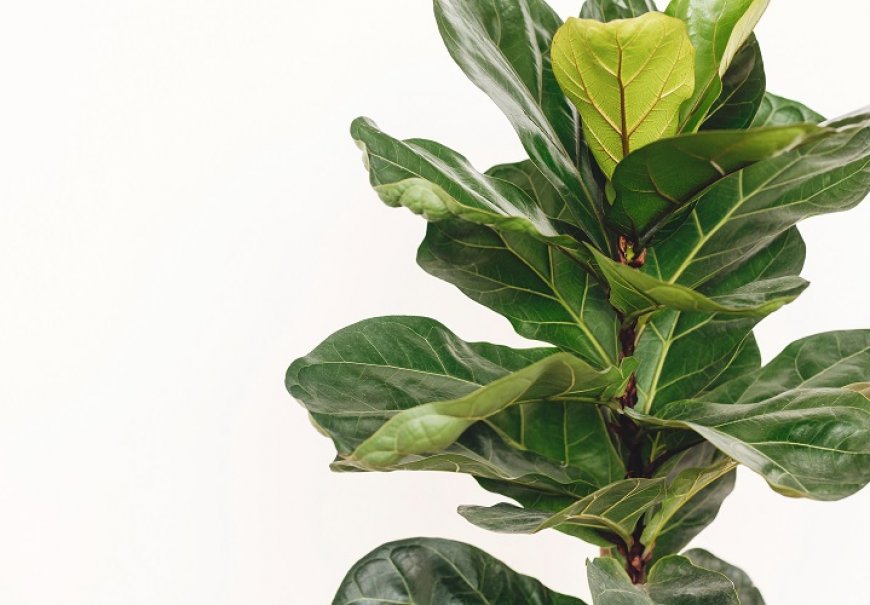 Fikus lirasti - Ficus lyrata