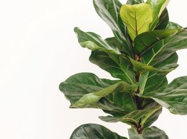 Fikus lirasti - Ficus lyrata