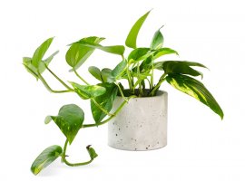 Devil’s Ivy - Epipremnum aureum