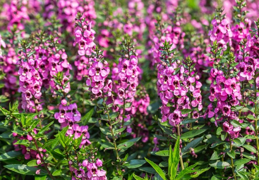 Angelonija - Angelonia gardneri