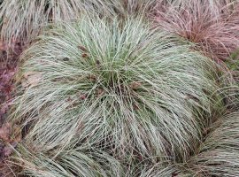 Šaš - Carex comans