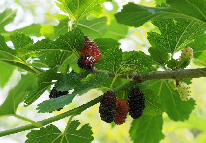 White Mulberry - Morus alba 