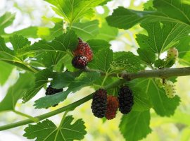 White Mulberry - Morus alba 