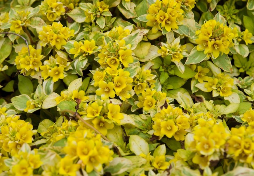 Golden globes - Lysimachia congestiflora