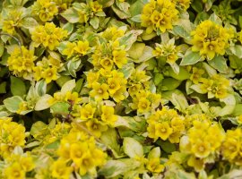 Golden globes - Lysimachia congestiflora