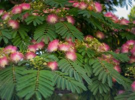Persian Silk Tree - Albizia julibrissin