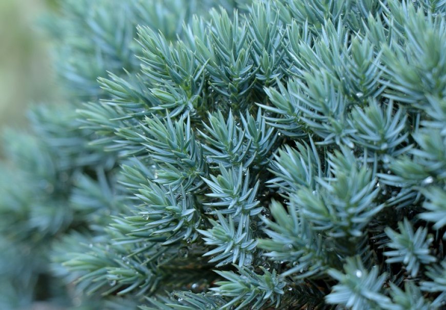 Borovica - Juniperus squamata 'Blue Star'