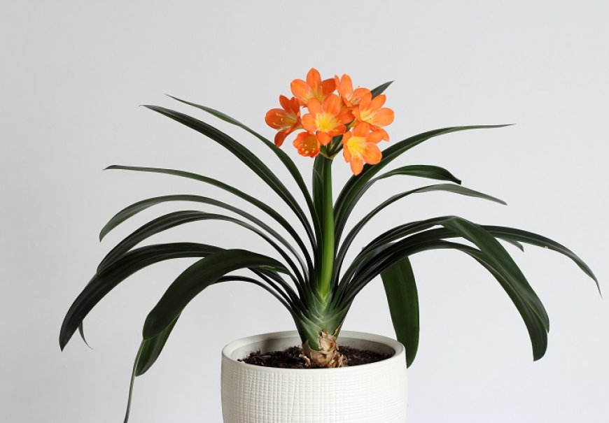 Krasna klivia - Clivia miniata