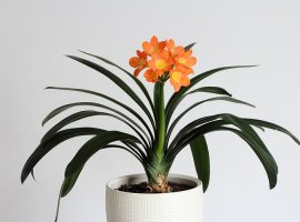 Krasna klivia - Clivia miniata