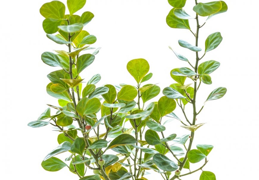 Fikus sitnolisni - Ficus deltoidea