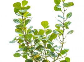 Fikus sitnolisni - Ficus deltoidea