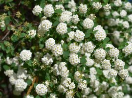 Pink Spirea - Spiraea x vanhouttei