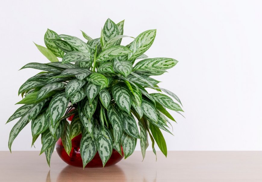 Kineski kozlac - Aglaonema crispum