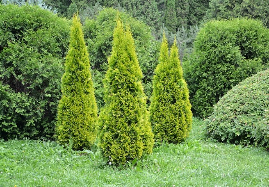 Tuja - Thuja orientalis 'Pyramidalis Aurea'