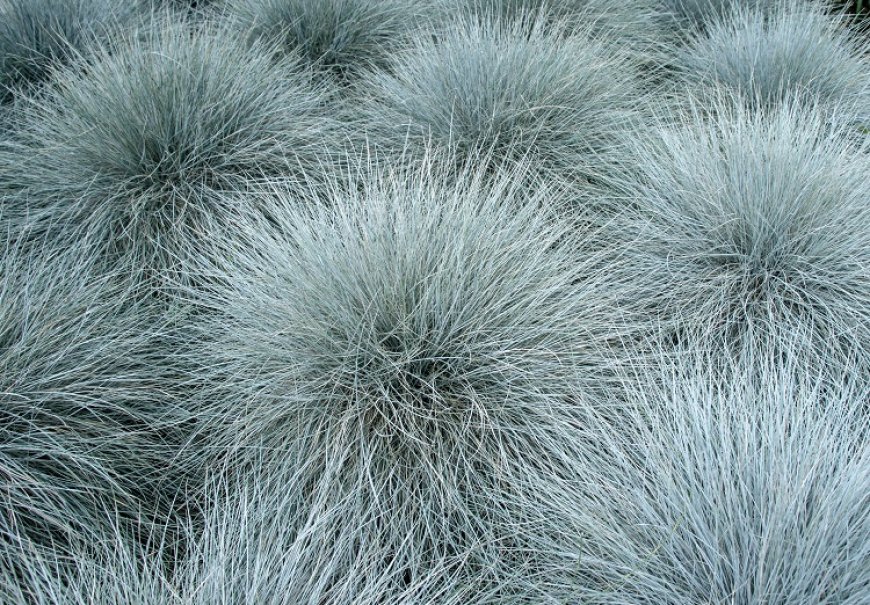 Sivoplava vlasulja - Festuca glauca
