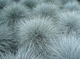 Sivoplava vlasulja - Festuca glauca