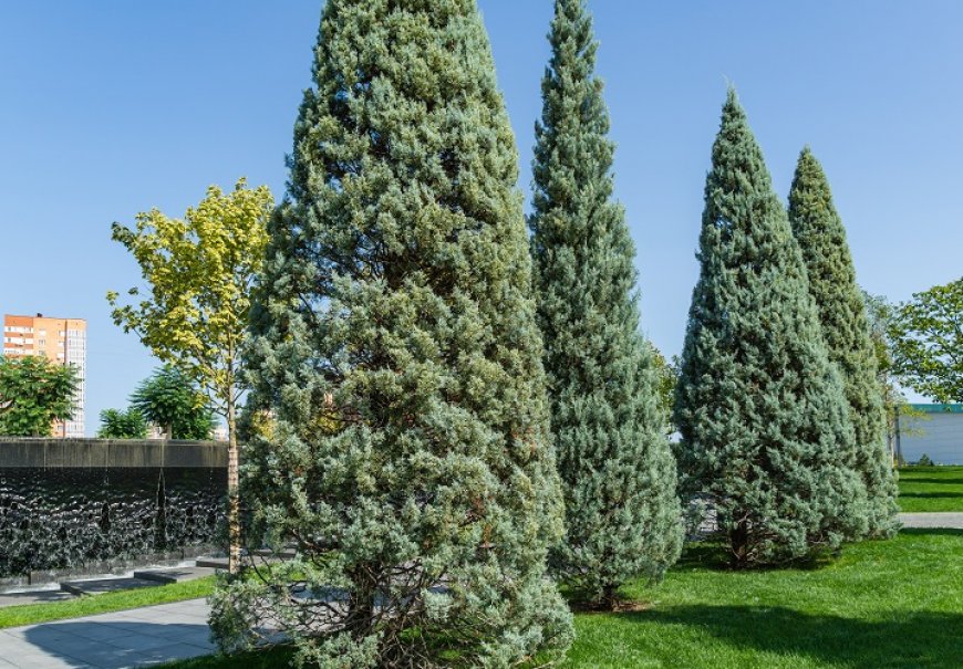 Arizonski čempres - Cupressus arizonica