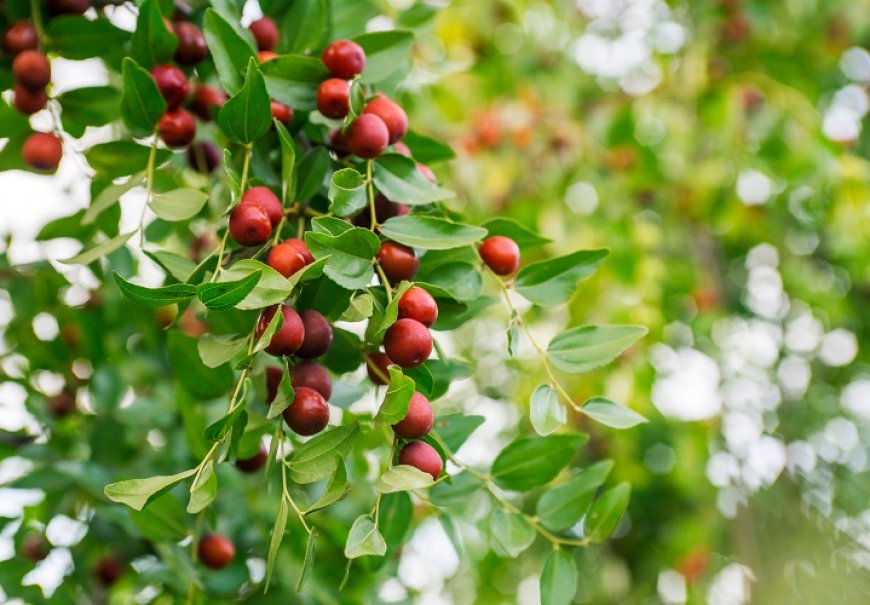 Žižula - Zizyphus sativa