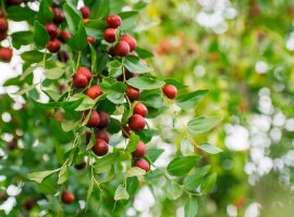 Jujube - Zizyphus jujuba