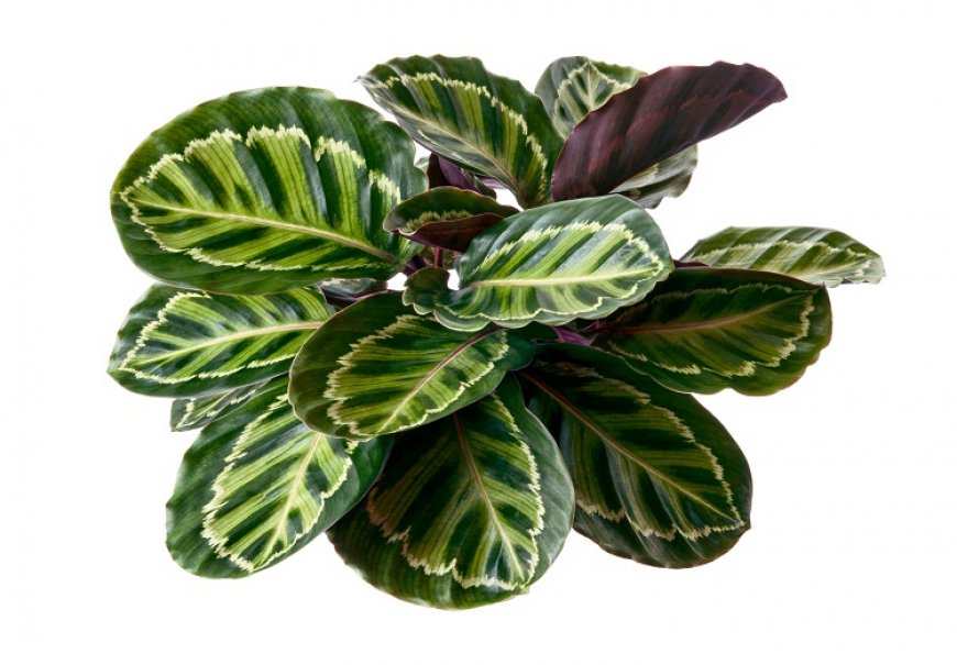 Kalatea - Calathea roseopicta