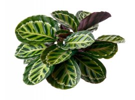 Kalatea - Calathea roseopicta