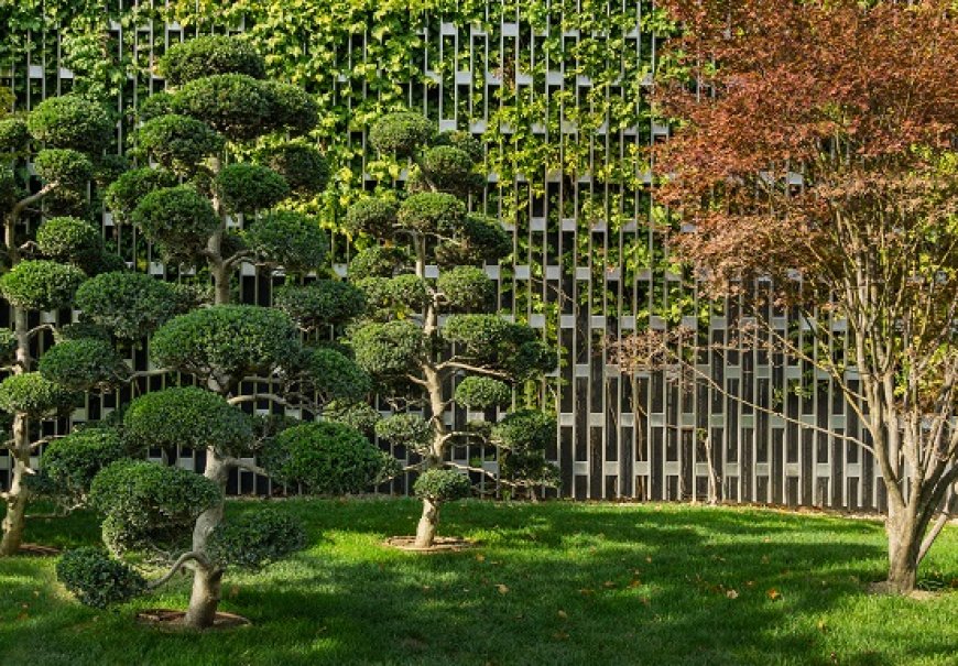 Japanese Holly - Ilex crenata