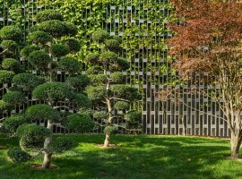Japanese Holly - Ilex crenata