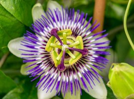 Blue Passion Flower - Passiflora coerulea
