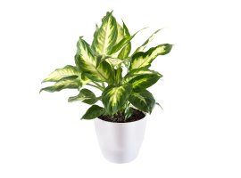 Dumb Cane - Dieffenbachia maculata