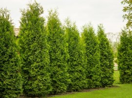 Western Arborvitae - Thuja occidentalis 'Smaragd'