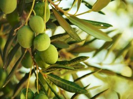 Olive - Olea europea