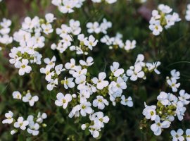Repnjak - Arabis sp.