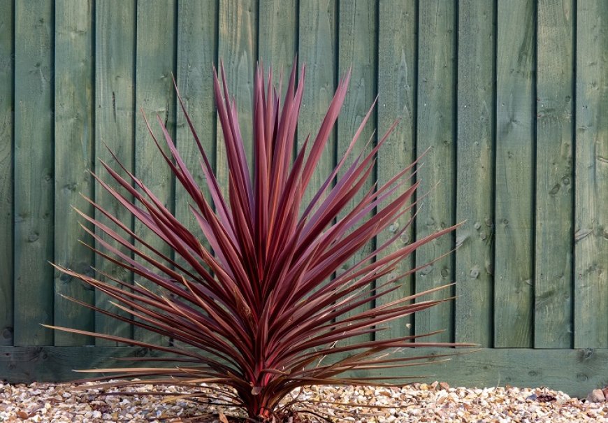 Kordilina - Cordyline australis sin. Dracena australis