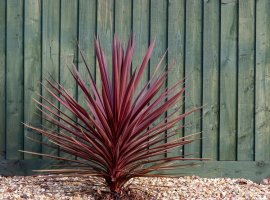 Cabbage Tree - Cordyline australis sin. Dracena australis