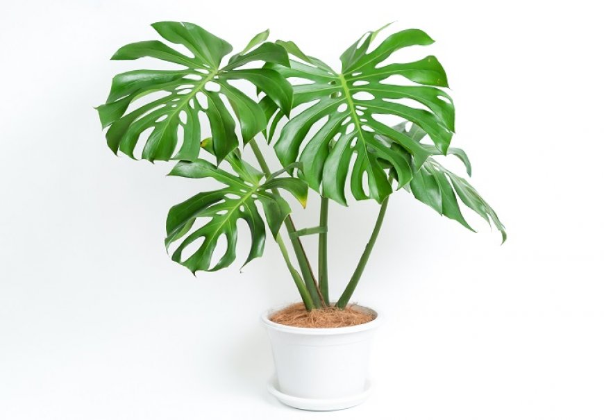 Monster Fruit - Monstera deliciosa