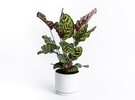 Peacock Plant - Calathea makoyana
