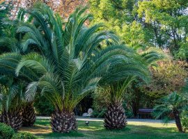 Canary Island Date - Palm Phoenix canariensis