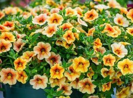 Million bells - Calibrachoa hybrida